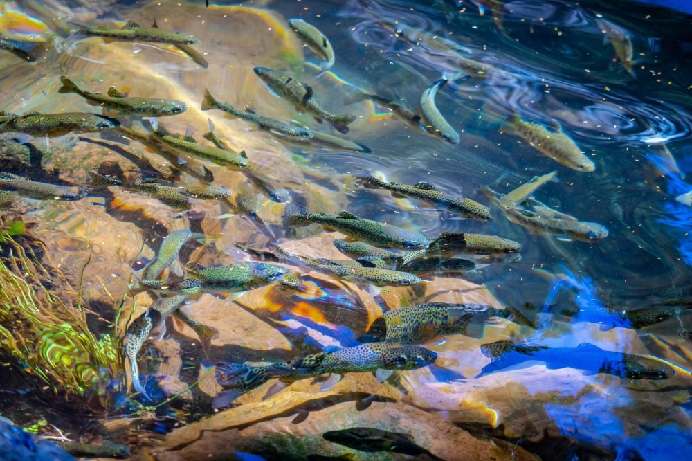 Coho salmon