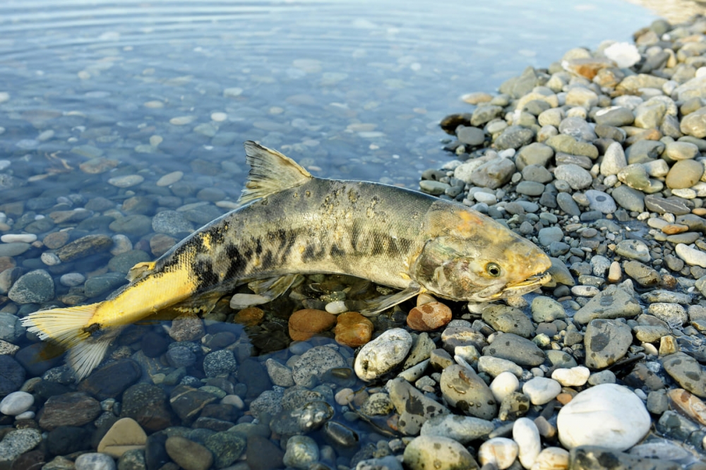 Chum salmon