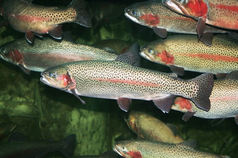 Trout