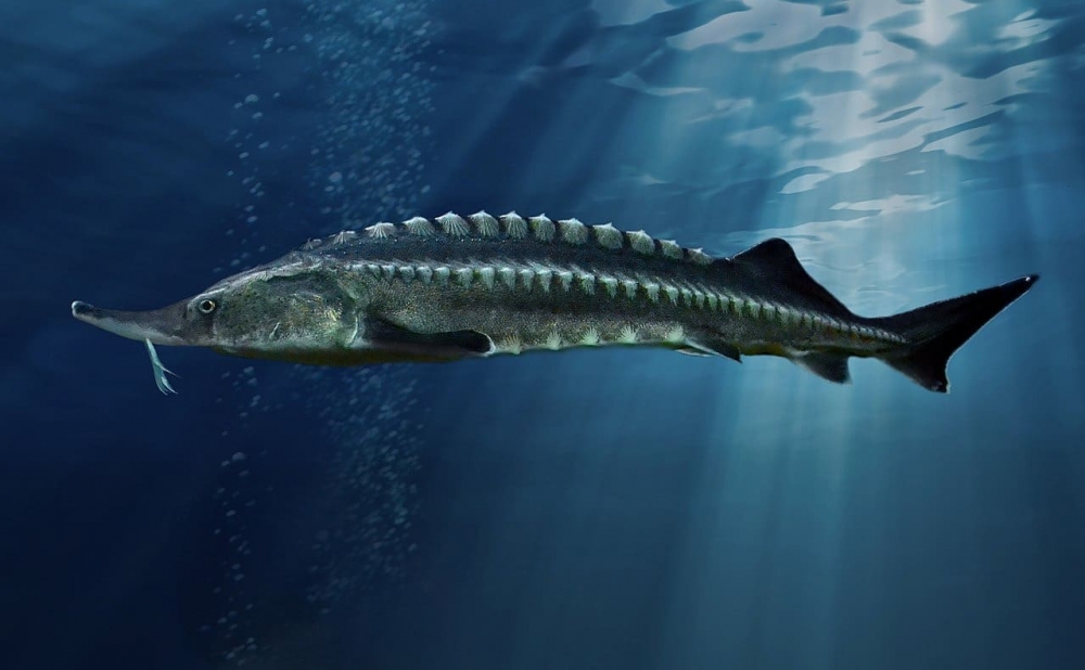 Beluga
